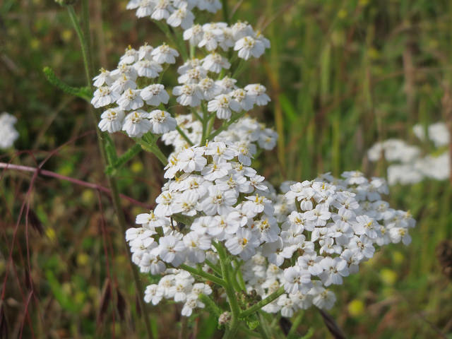 Achillée millefeuille