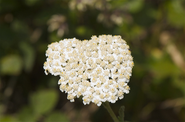 Achillée millefeuille