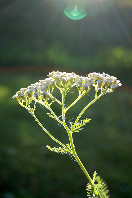 Achillée millefeuille