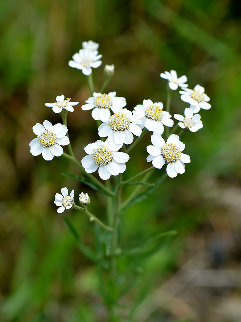 Achillée ptarmique (Achillea ptarmica)