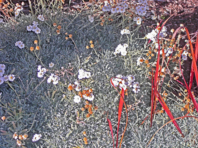 Achillée de sibérie