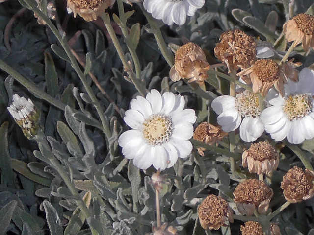 Achillée de sibérie (Achillea sibirica)