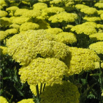 Achillée taygetea (Achillea taygetea)