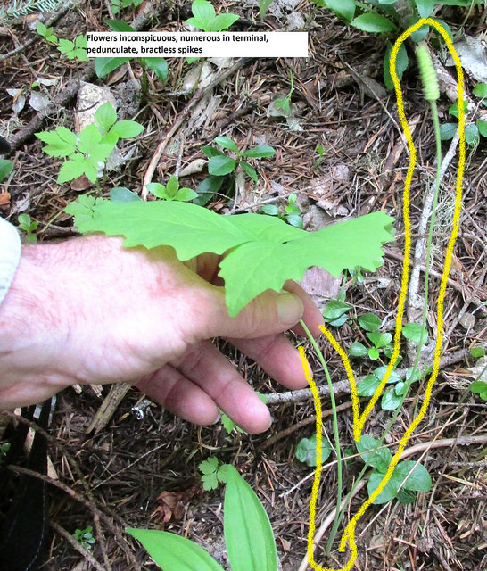 Achlys triphylla