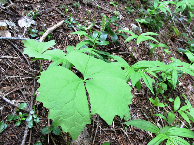 Achlys triphylla