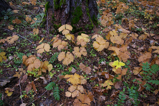 Achlys triphylla
