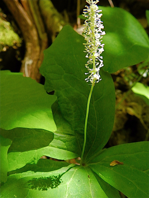 Achlys triphylla