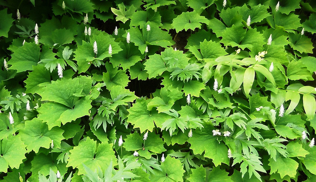 Achlys triphylla