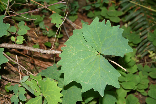Achlys triphylla (Achlys triphylla)