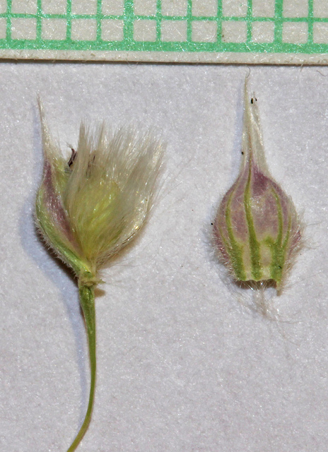 Stipe à glumes membraneuses (Achnatherum hymenoides)