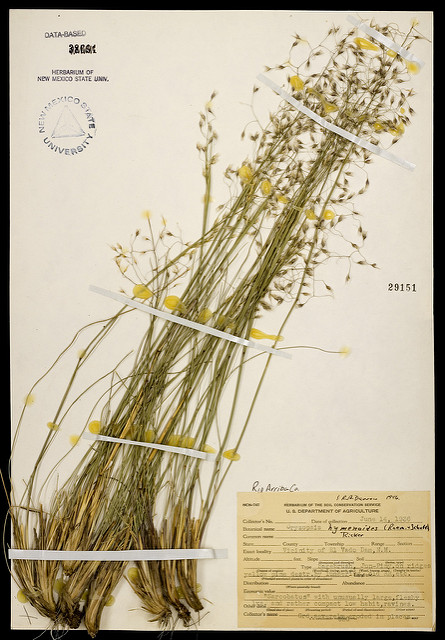 Stipe à glumes membraneuses
