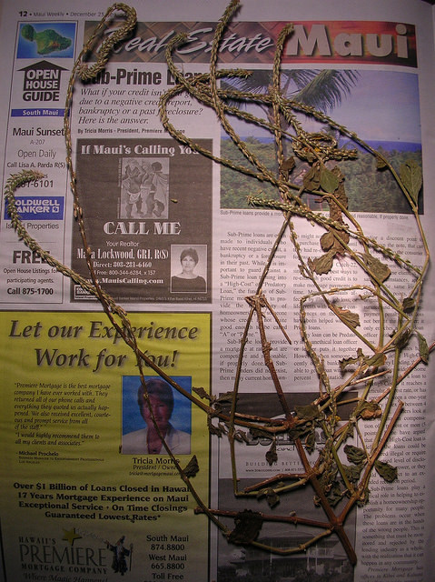 Achyranthes aspera