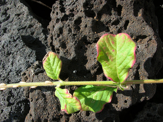 Achyranthes aspera