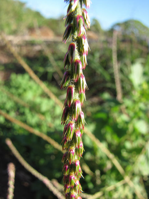 Achyranthes aspera