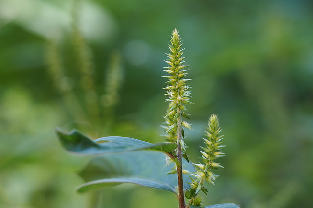 Achyranthes bidentata