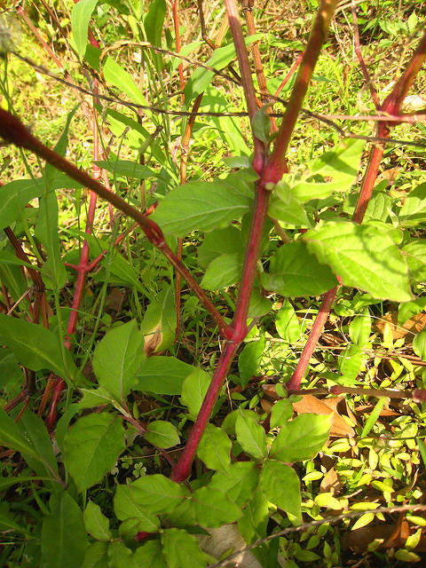 Achyranthes bidentata