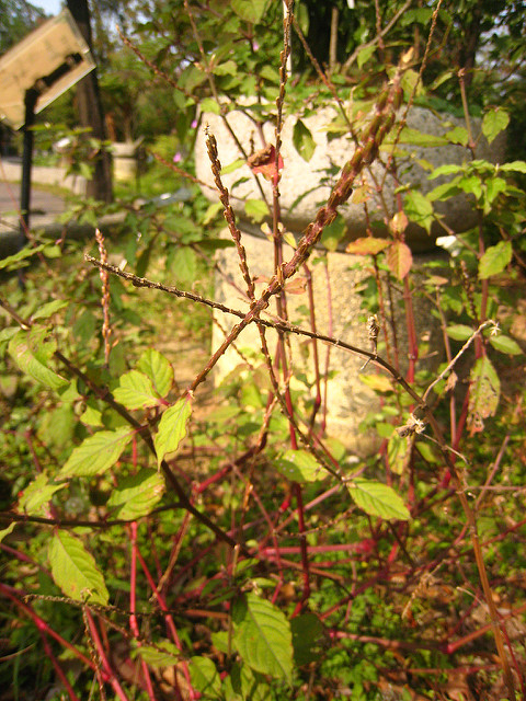 Achyranthes bidentata