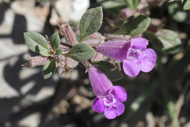 Calament des alpes (Acinos alpinus)