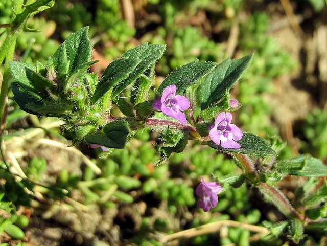 Calament des champs (Acinos arvensis)