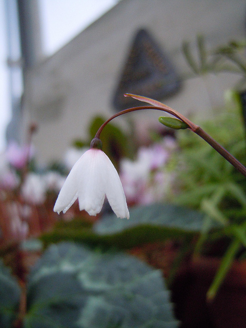 Acis autumnalis