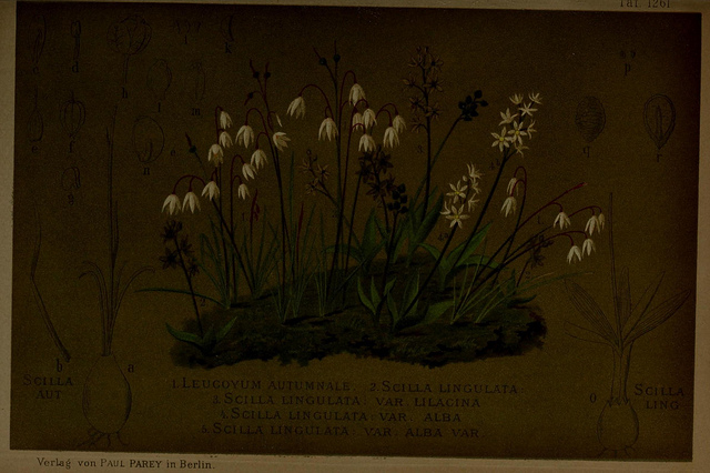 Acis autumnalis