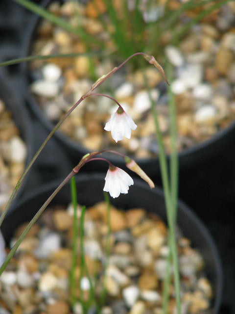 Acis autumnalis
