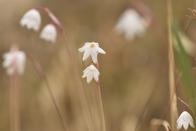 Acis autumnalis
