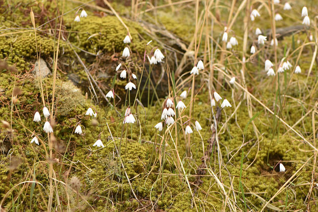 Acis autumnalis