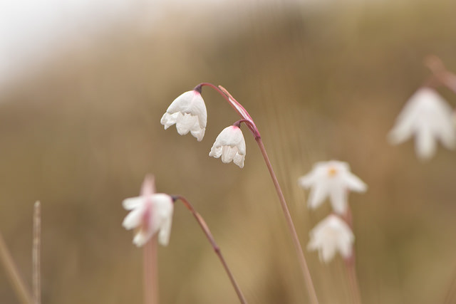 Acis autumnalis (Acis autumnalis)