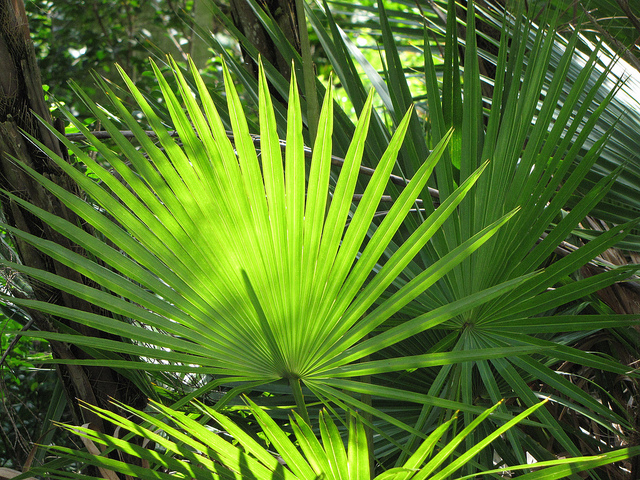 Paurotis de wright (Acoelorrhaphe wrightii)