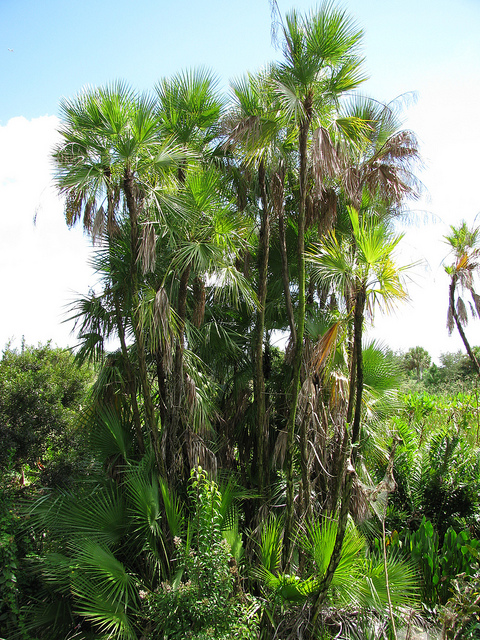 Paurotis de wright