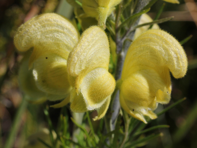 Aconit anthore (Aconitum anthora)