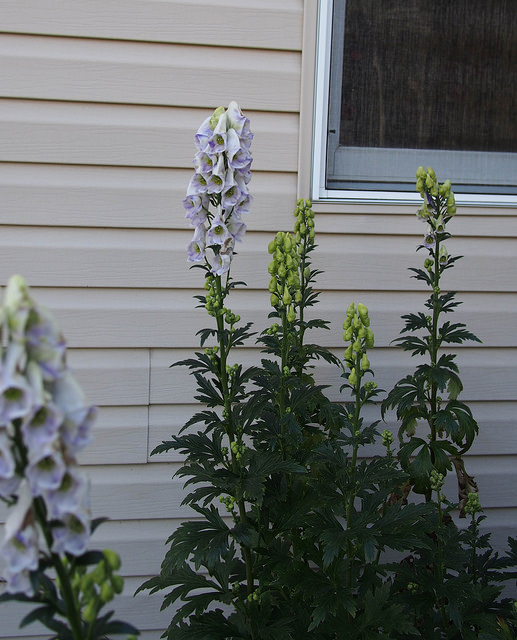 Aconit de carmichael (Aconitum carmichaelii)