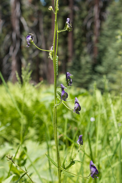 Aconitum columbianum (Aconitum columbianum)