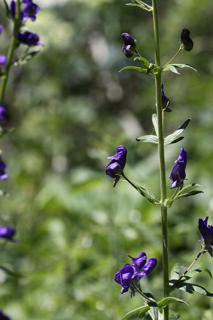 Aconitum columbianum