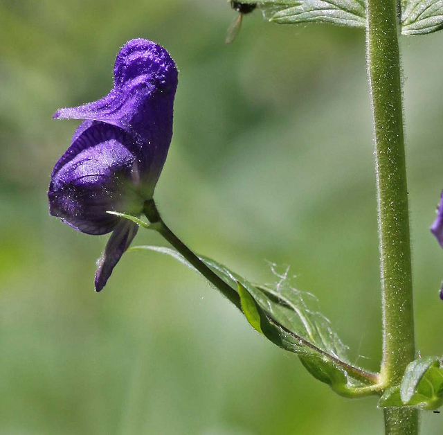 Aconitum columbianum