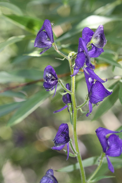 Aconitum columbianum