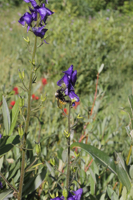Aconitum columbianum