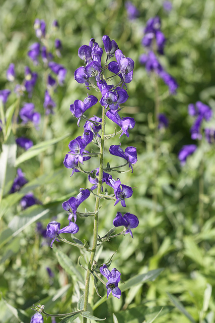 Aconitum columbianum