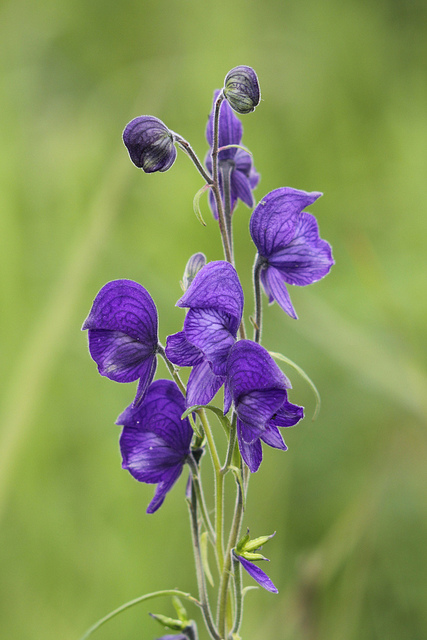 Aconitum delphinifolium (Aconitum delphinifolium)