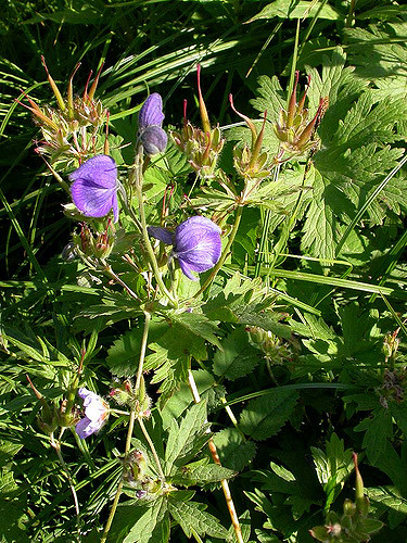 Aconitum delphinifolium
