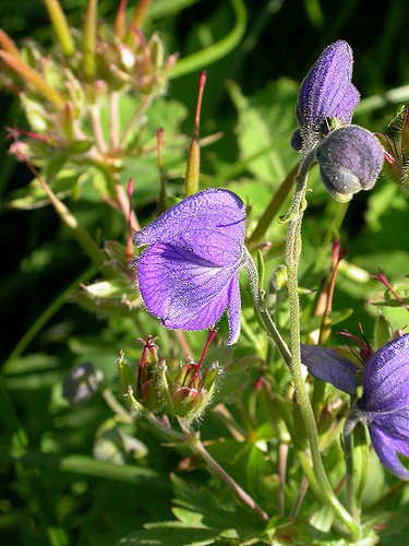 Aconitum delphinifolium