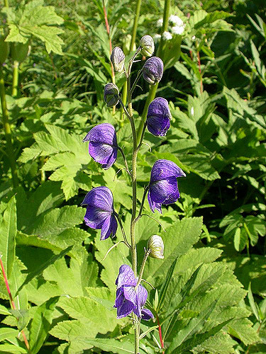 Aconitum delphinifolium