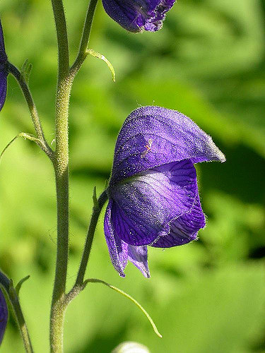 Aconitum delphinifolium