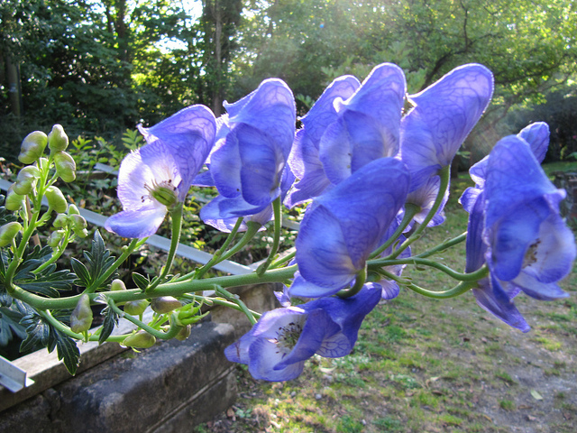 Aconit féroce (Aconitum ferox)