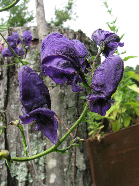 Aconitum hemsleyanum
