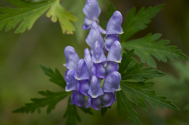 Aconitum japonicum (Aconitum japonicum)