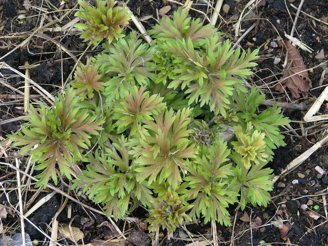 Aconit de naples (Aconitum lamarckii)