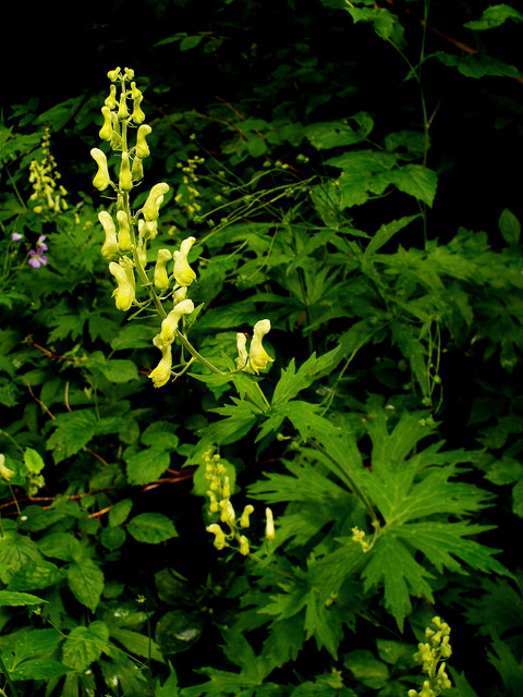 Aconit tue-loup (Aconitum lycoctonum)