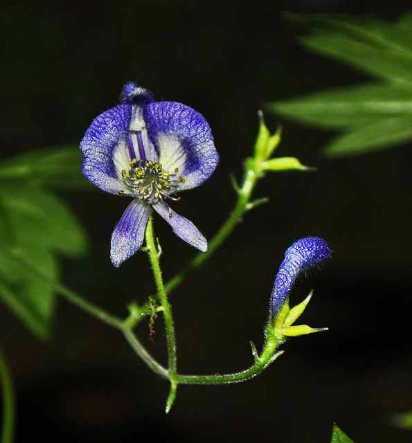 Aconitum noveboracense (Aconitum noveboracense)
